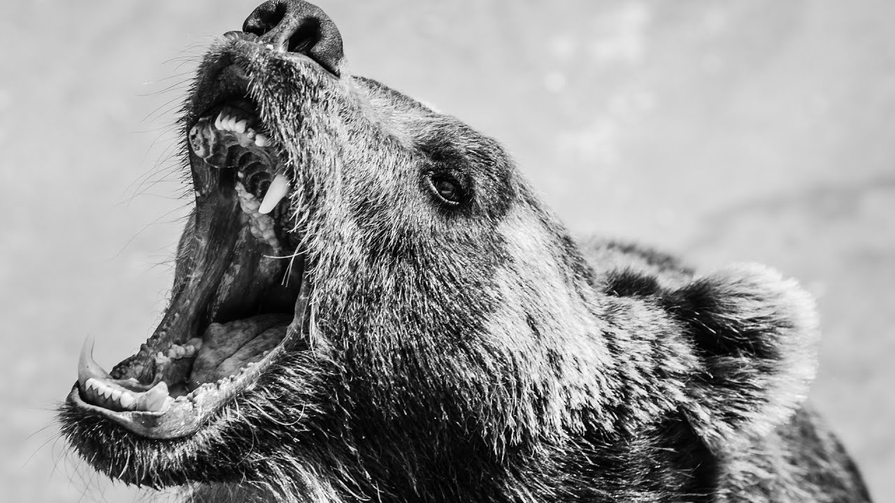 Übermensch – Wie ein Bär (with GER/RUS subtitles)