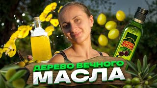 ОЛИВКОВОЕ ДЕРЕВО — Символ Мира и Источник ЖИДКОГО ЗОЛОТА