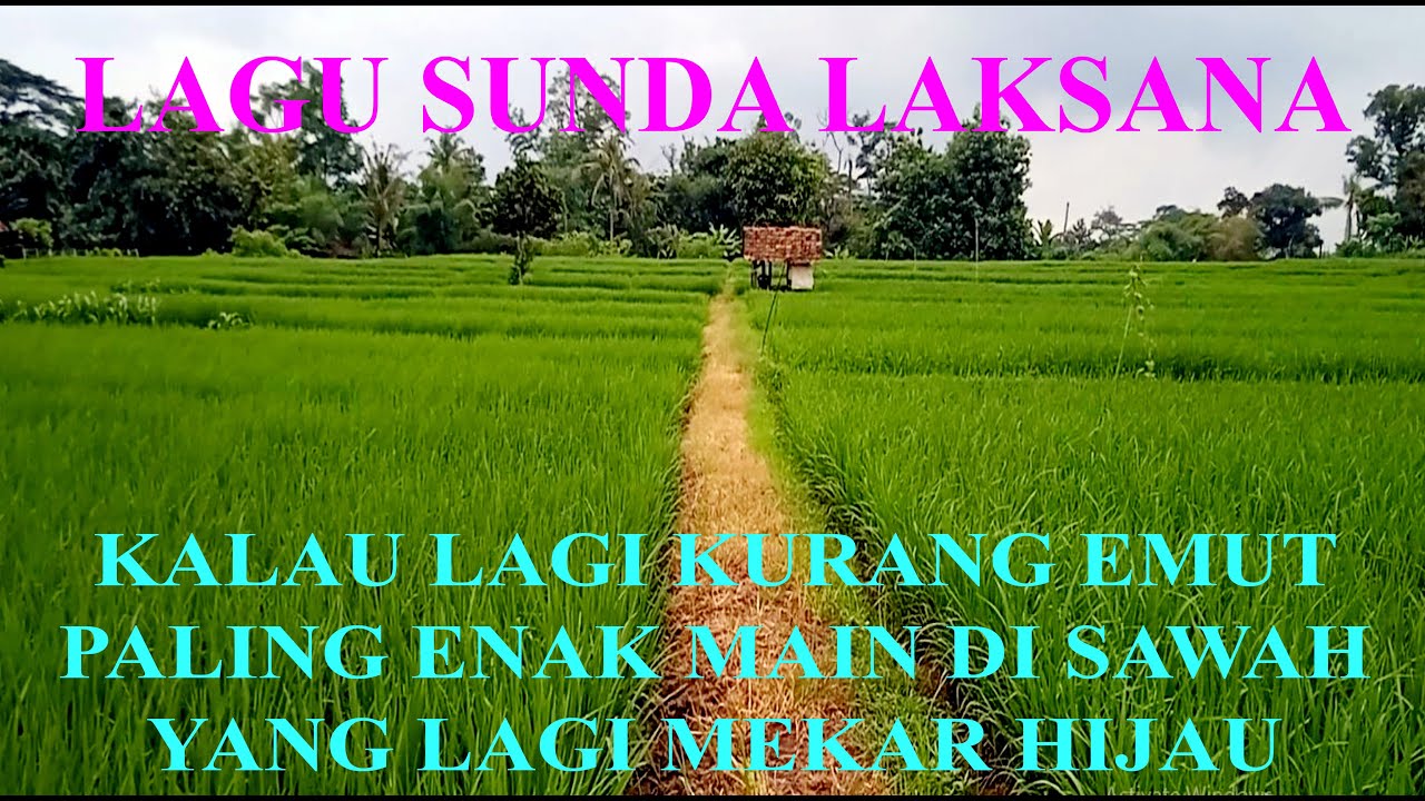 LAGU SUNDA LAKSANA KALAU LAGI KURANG EMUT PALING ENAK MAIN DISAWAH YANG LAGI MEKAR HIJAU UDARA SEJUK