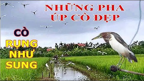 Những Pha Úp Cò Rụng Như Sung - Hành Trình Theo Chân Thợ Bẫy Cò/ Bẫy Cò Trên Cánh Đồng Lúa T101