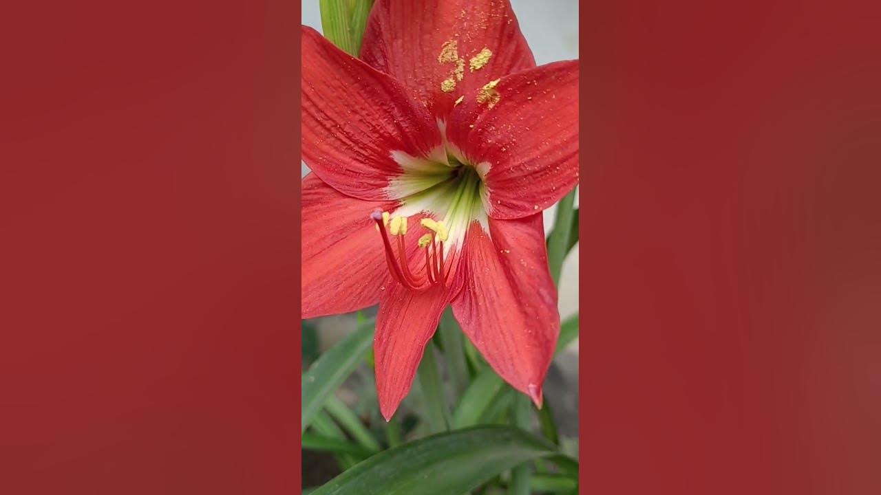Heavy flowering on amaryllis lily amaryllis ytshorts gardening 