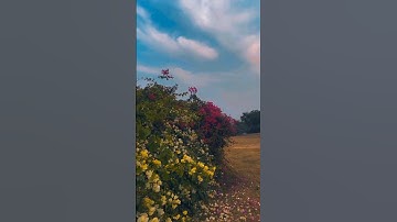 which one give you best vibes ❤ft. suzume #shorts #aesthetic #nostalgia #relax #vibes