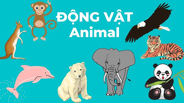 Từ Vựng Tiếng Anh Chủ Đề Con Vật | Animals