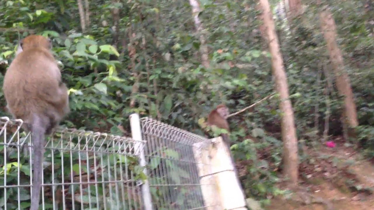 I Startled A Monkey and He Smiled At Me YouTube i-startled-a-monkey-and-he-smiled-at-me-youtube