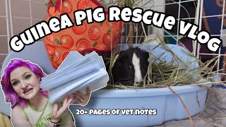 I saved a dying guinea pig.
