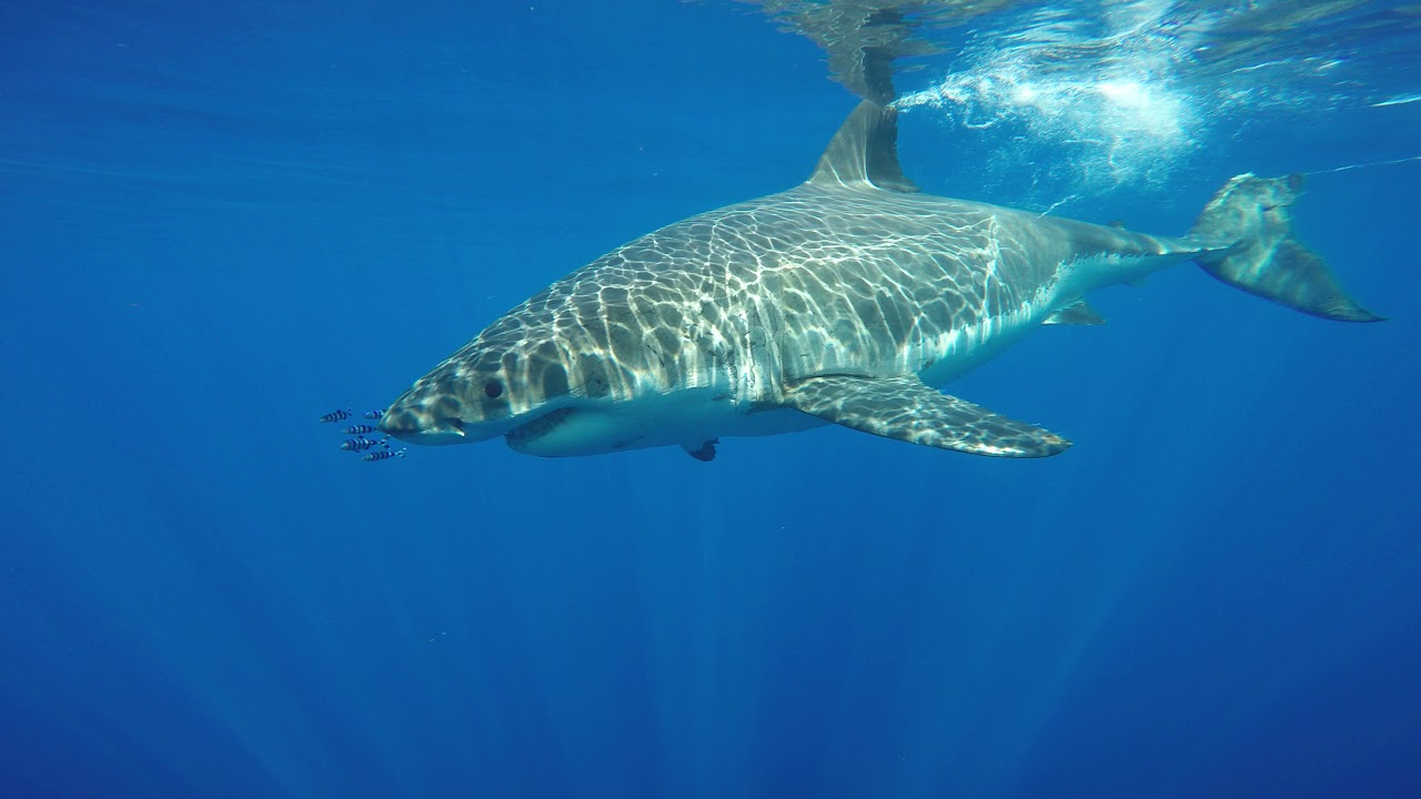 camera iphone 8 plus apk Massive Great White Shark coming up behing divers.