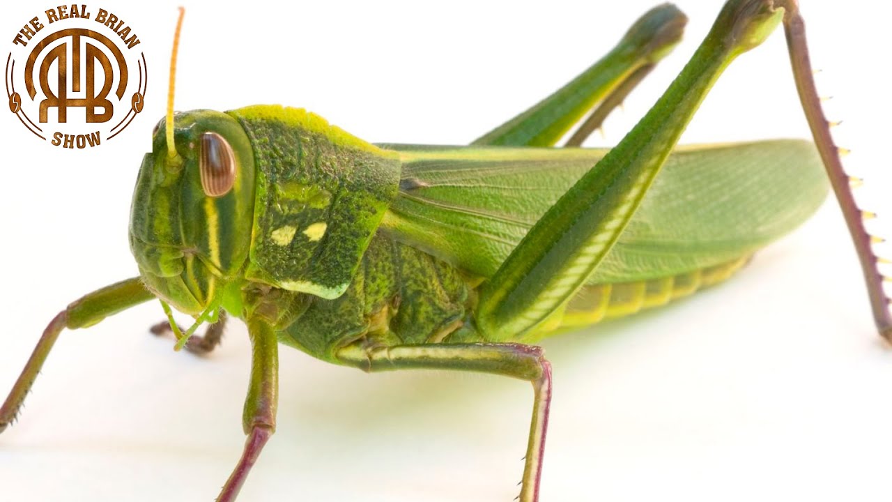 You’re the Grasshopper’s Thorax | The Real Brian Show