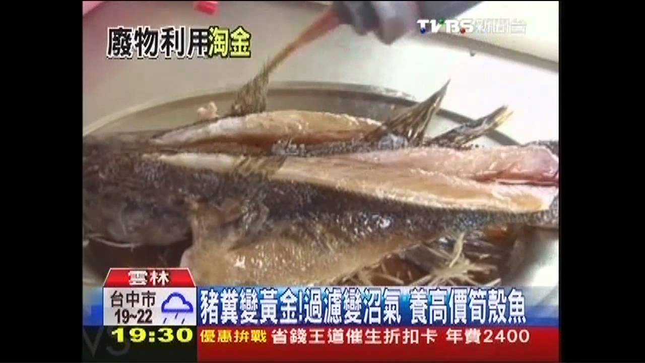 豬糞變黃金 過濾變沼氣養高價筍殼魚 Youtube