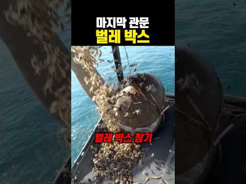 벌레 <strong>박스</strong>, 마지막 관문