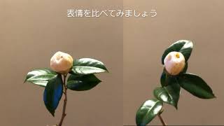 椿のいい顔見つけましょう