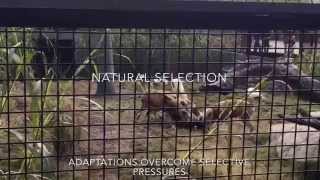 Evolution Adaptations - Biology