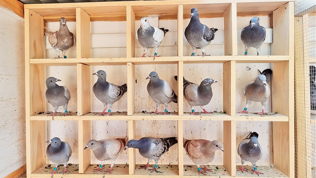 Few NAUGHTY Pigeons!