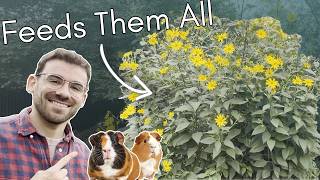 I Grew the Perfect Plant for My 80 Guinea Pigs (They Eat ALL of It)