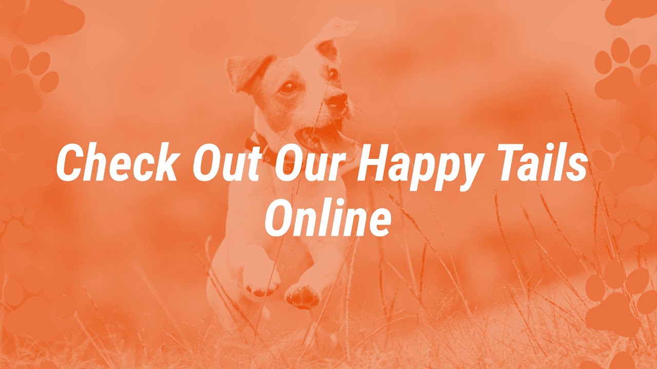 Pamper Your Pet Or Pamper Your Pooch