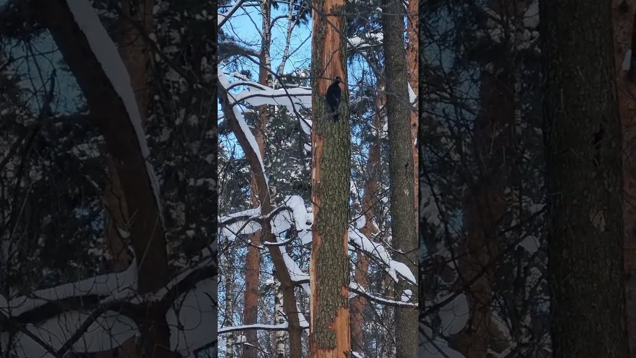 Кто ободрал дерево?  Черный дятел 🌳🌲 