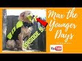 Max the younger days Ep5 MaxTV DogTV Learn more about Max