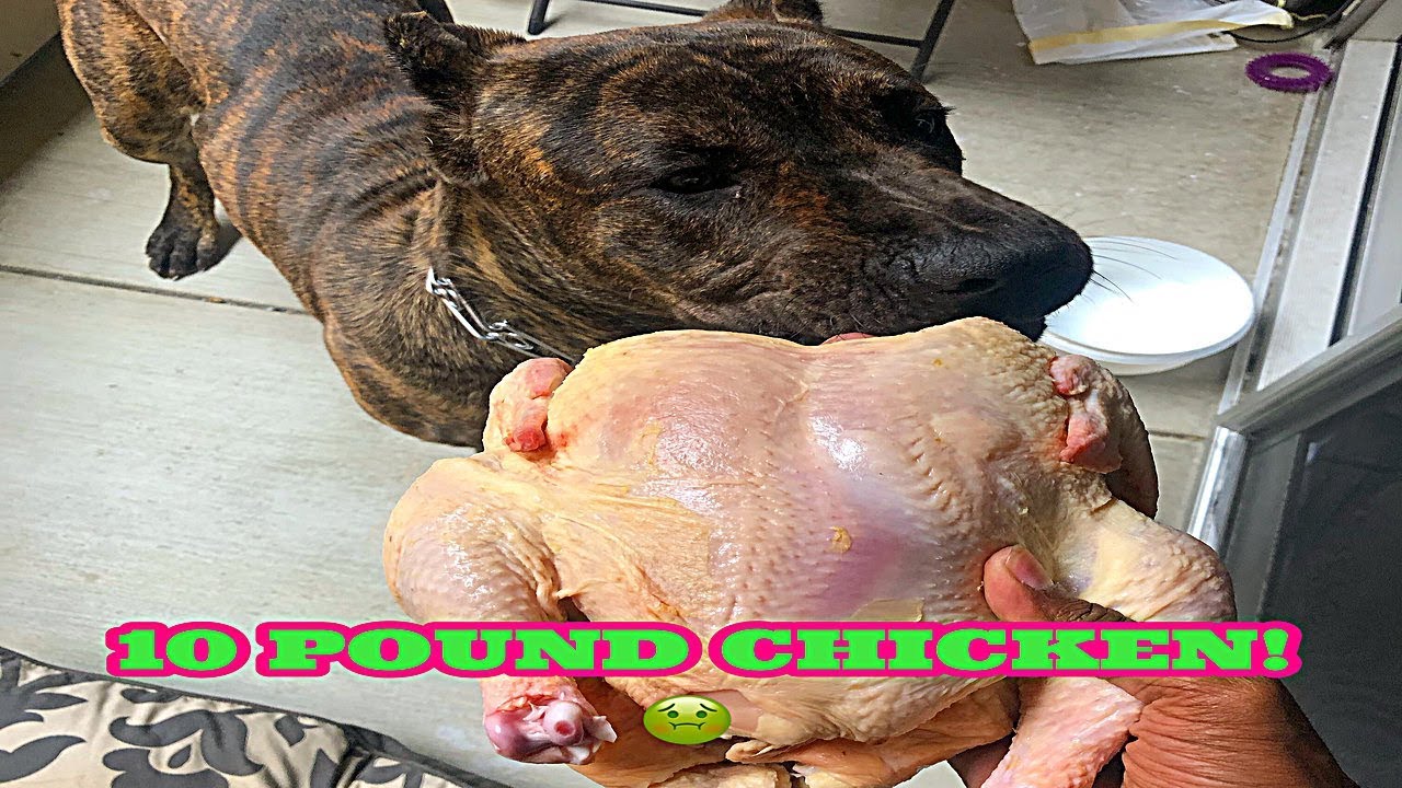Cane corso eats 10 pound Chicken! - YouTube