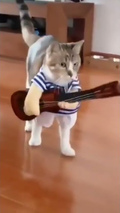 kucing ngamen