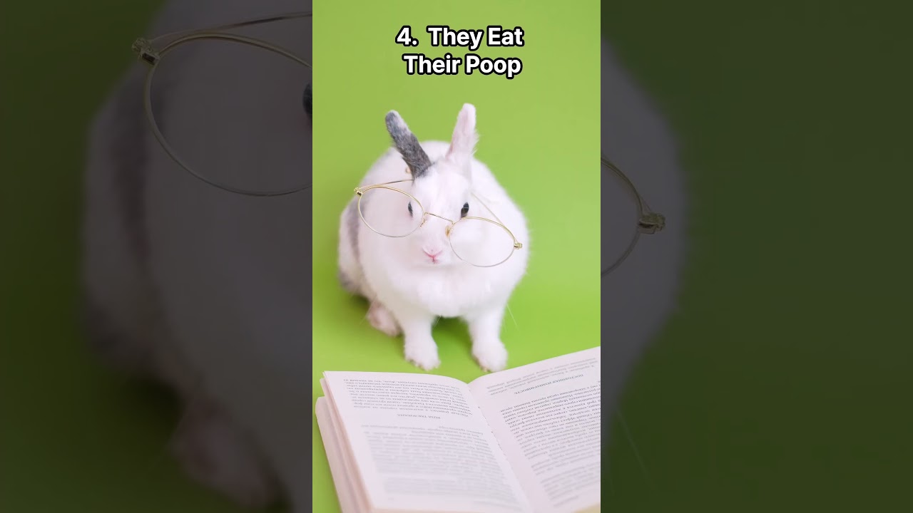 10 Amazing True Fun Facts of Cute Animals - Bunnies.  