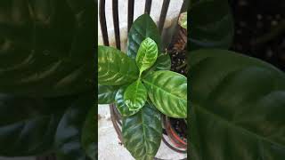 My Plant Of The Day 20210530