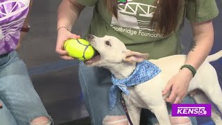 Adorable pup needs a fur-ever home | Great Day SA