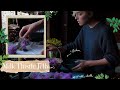 This Didn't Go to Plan... The Making of Milk Thistle Jelly | Part One