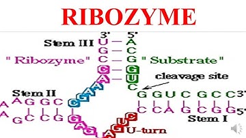 RIBOZYMES