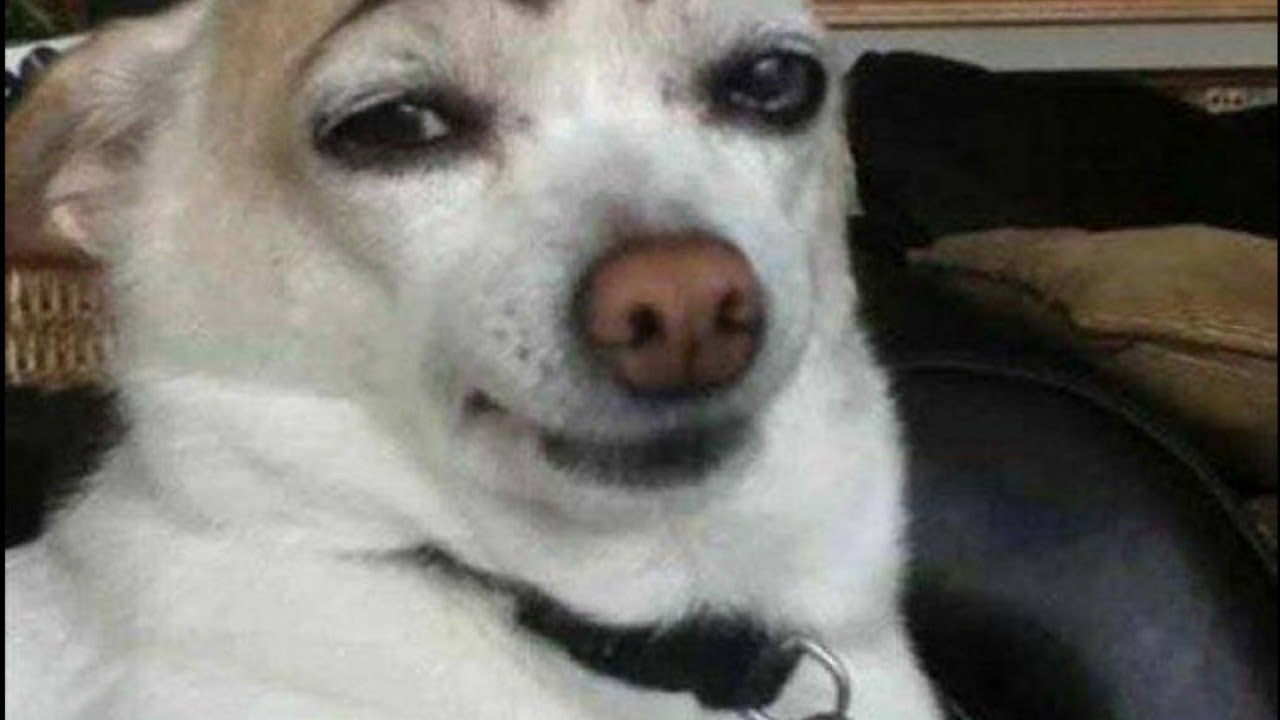 Собака с черными бровями картинка