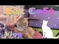 Cats, Boba and Bookstores | Vlog | Dezirae Ellen