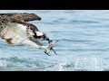 Incredible Osprey Bird In Flight Photography with Sony FE 200-600mm and Sony A9