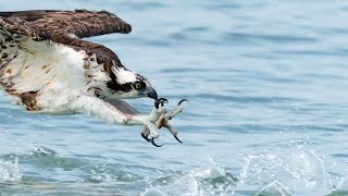 Incredible Osprey Bird In Flight Photography with Sony FE 200-600mm and Sony A9