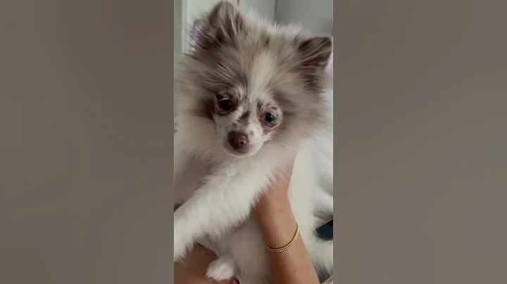 Poo Poo Girl🌹 #disgusting #gross #poop #cutedog