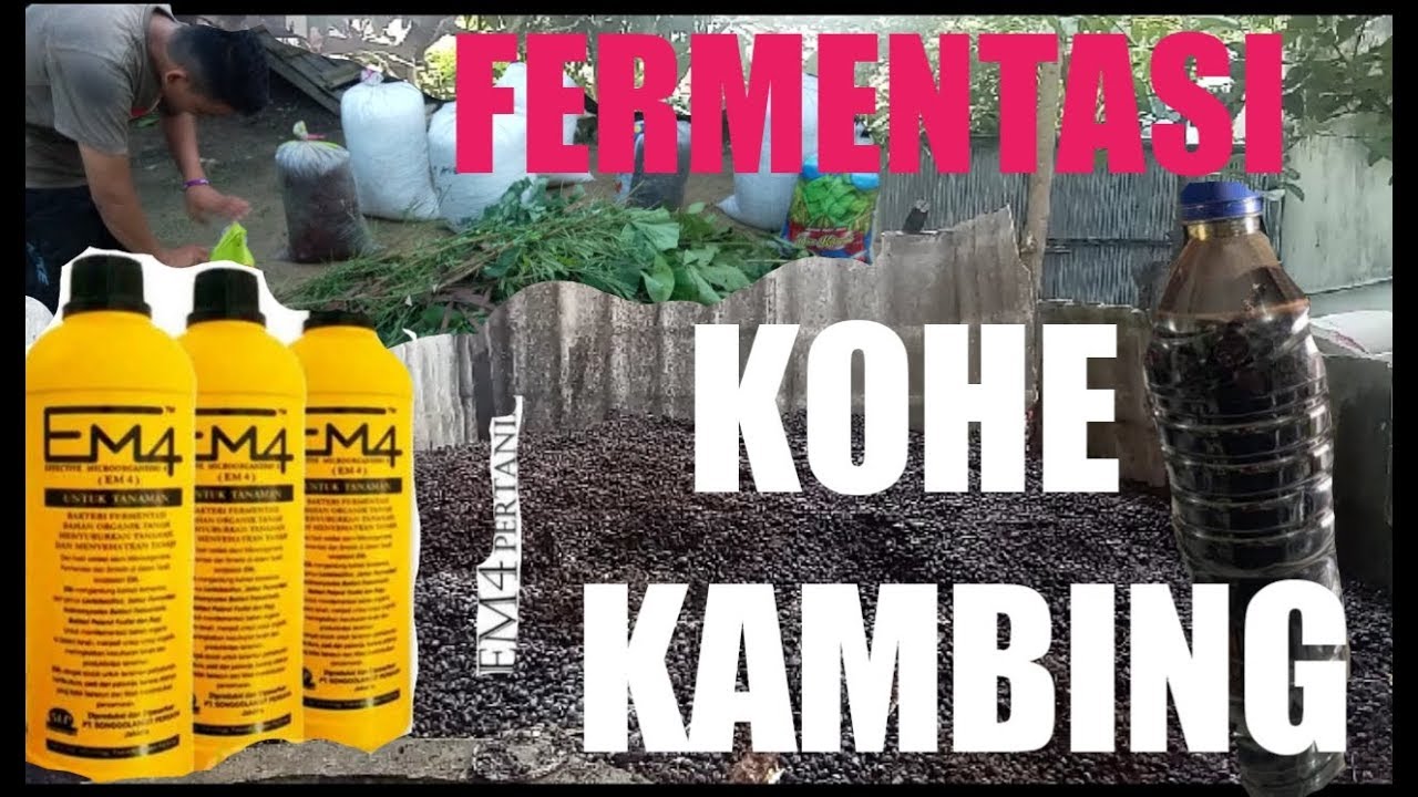 PROES FERMENTASI PUPUK KANDANG KAMBING(KOHE) simak sampai selesai 