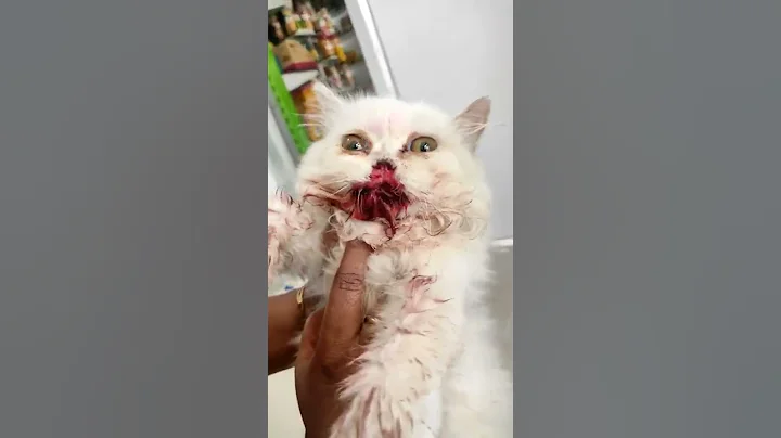 my pet sad time Persian cat - DayDayNews
