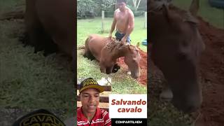 Salvando cavalo no buraco