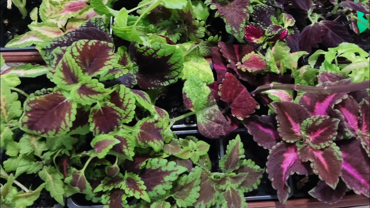 Как поживают сеянцы колеусов. Перечеренковываю