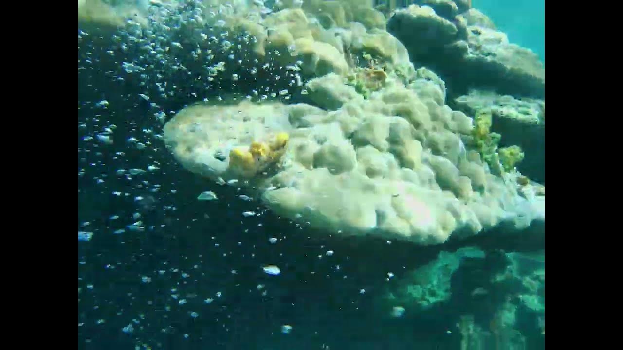 Best snorkeling dive YouTube