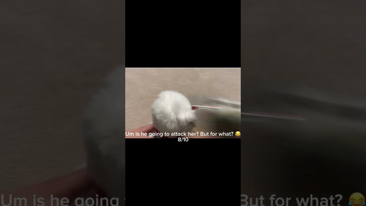 Rating Photos From My Old Videos