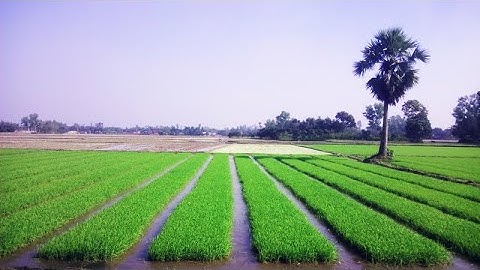 Hybrid Rice Seed Production(Seed Soaking to before transplanting)