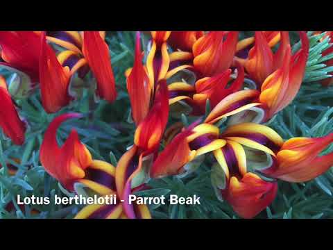 Lotus berthelotii (Parrot’s Beak) | Must see September