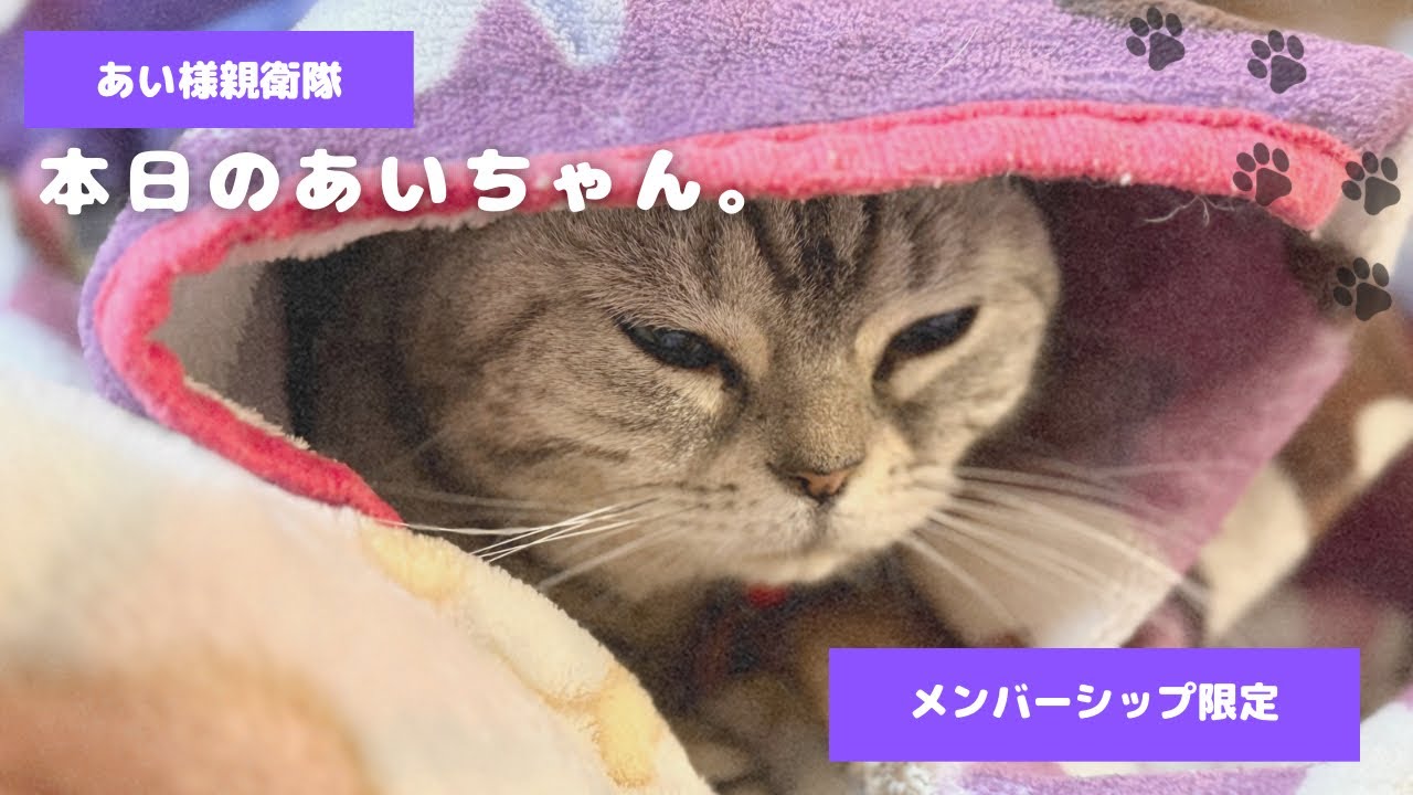 本日のあいちゃん。 - YouTube
