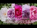 最近咲いた9月のバラ5品種