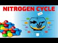 THE AQUARIUM NITROGEN CYCLE