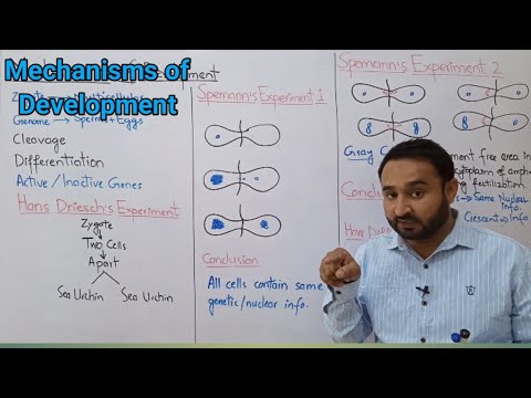 Mechanisms of Development | Spemann's Experiments | Morphogenetic Determinants | Class 12 Biology