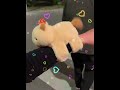 Based on our relationship, it's not excessive for you to give me a hugging capybara as a New Year