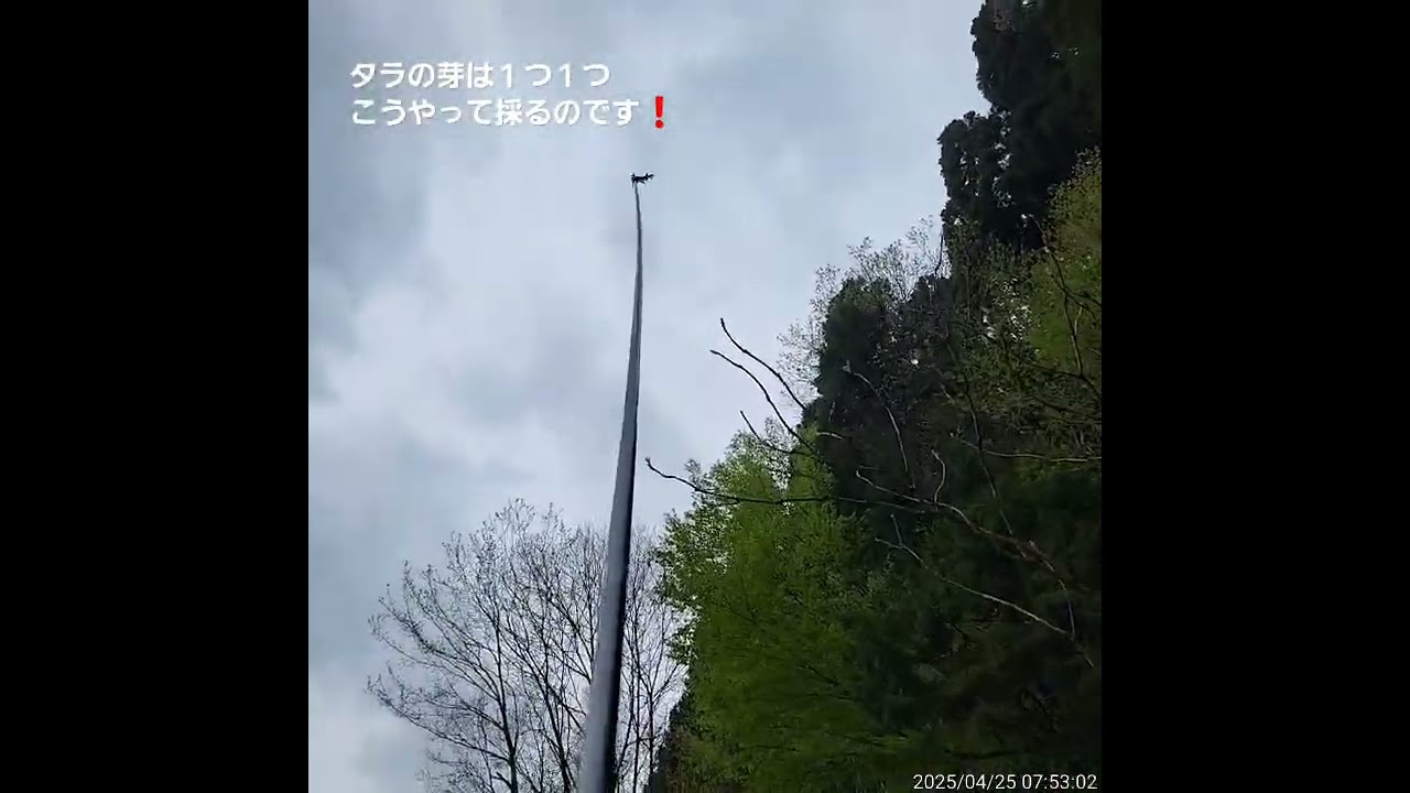 まだまだ続くよ～❗タラの芽採り‼️ - YouTube