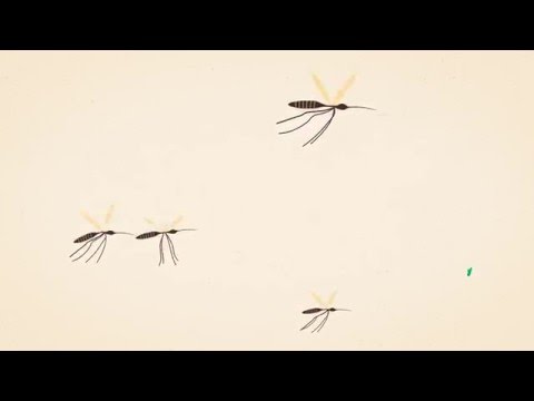 Video: Verschil Tussen Malaria En Dengue