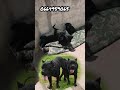 كاني كورسو أصلي 100% أربع ذكور سوداء بصحة جيدة  4 mal Cane-corso en bonne santé 😍🥰