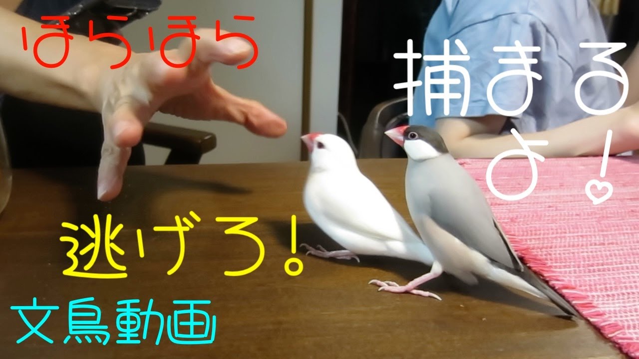 文鳥はすばしっこいんです なかなか捕まらない文鳥ズ 文鳥動画 - YouTube
