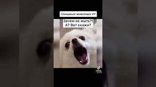 смешные домашние животные 🐱🐶👍